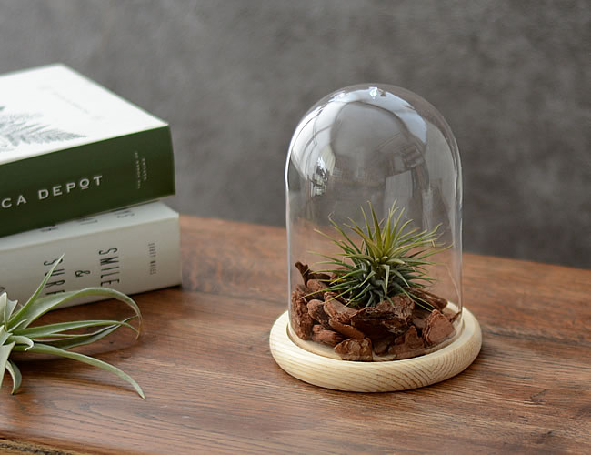 ガラスドーム BELL JAR