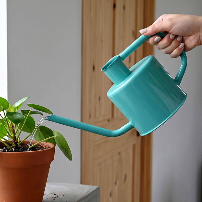 ターコイズのスチールウォータリングカンで鉢植えに水やりする様子