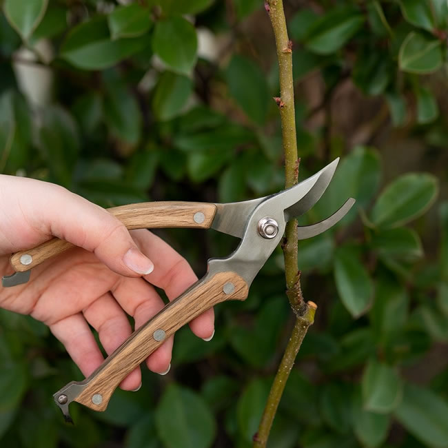  
ラウンドヘッドの剪定バサミで庭木の枝を切る様子 