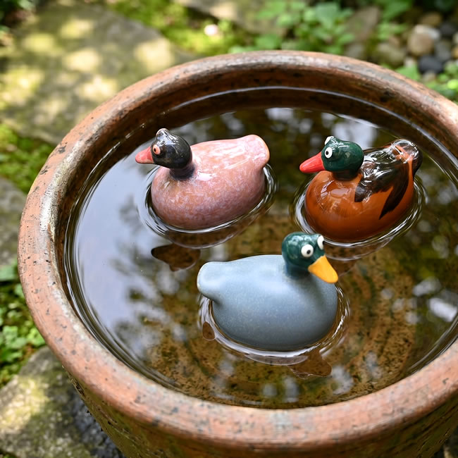 水鉢に浮かべたフローティングダック