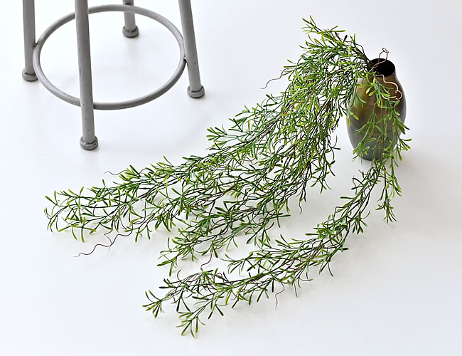 ホヤ ハンギングブッシュ