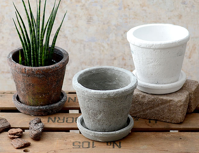  アガベポット 15 