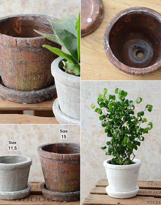  アガベポット 15 