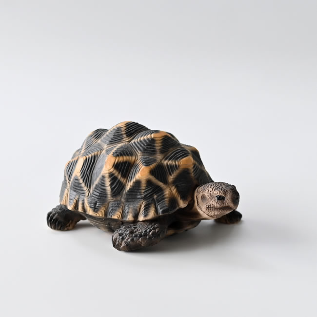  
PET BANK（ホシガメ） 