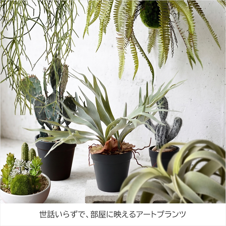 アートプランツ