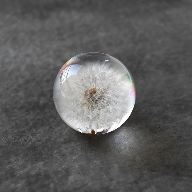 白い綿毛を丸ごと封じたDandelion