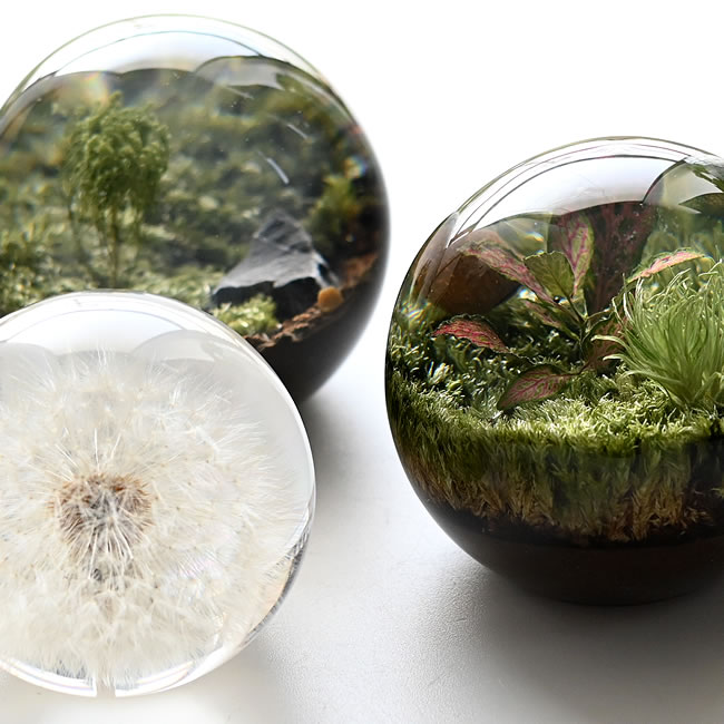 植物やタンポポを封入したボタニカルオーブの拡大