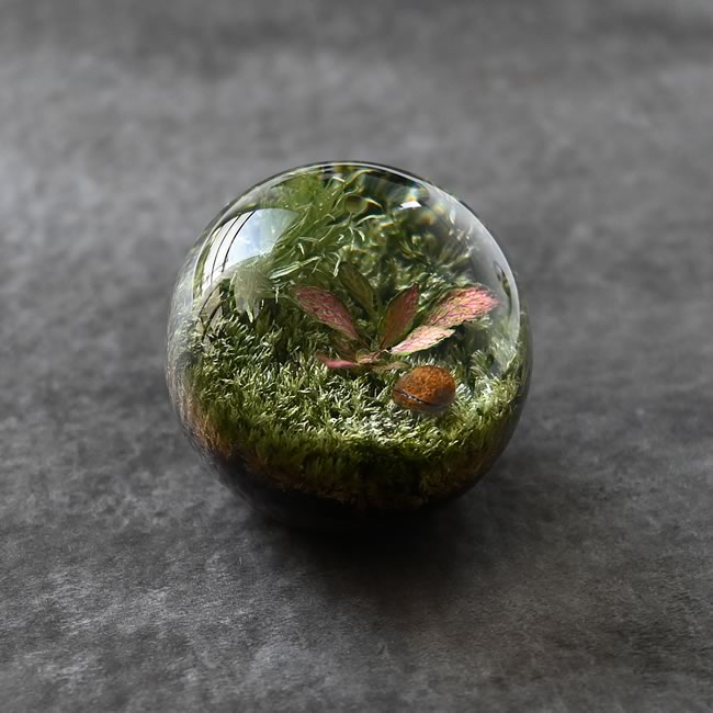 ピンクの葉脈が目を引くFittonia