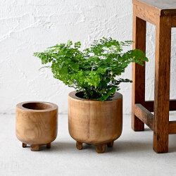 ダーシャ ウッドポット